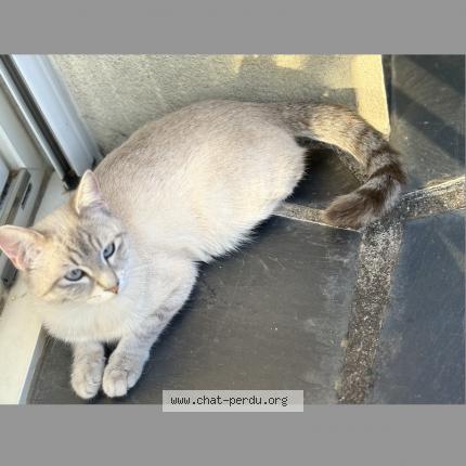 Photo 1/2 Kally Chat lost in Cognac