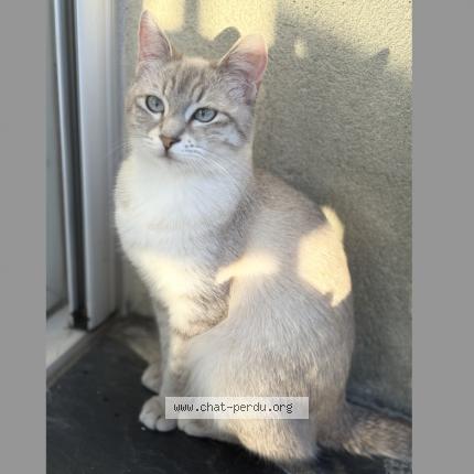 Photo 2/2 Kally Chat lost in Cognac