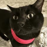 Picture of cat lost at Bordeaux