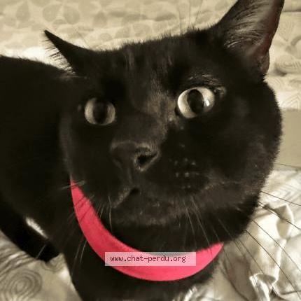 Photo 1/2 Salem Chat lost in Bordeaux