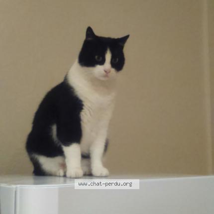 Photo 1/1 Chatou Chat lost in Perpignan