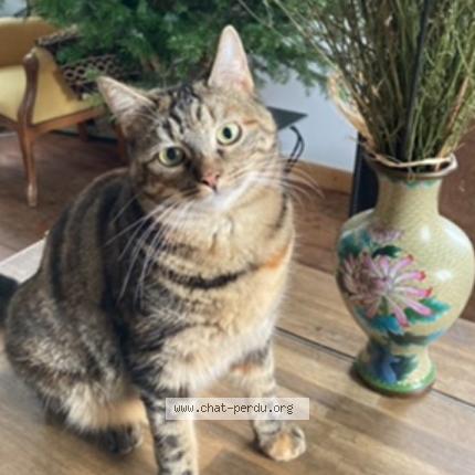 Photo 1/1 Nuts Chat lost in Barzan