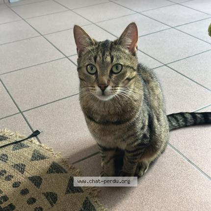 Foto 1/1 Kat teruggevonden Vermist in Waterloo