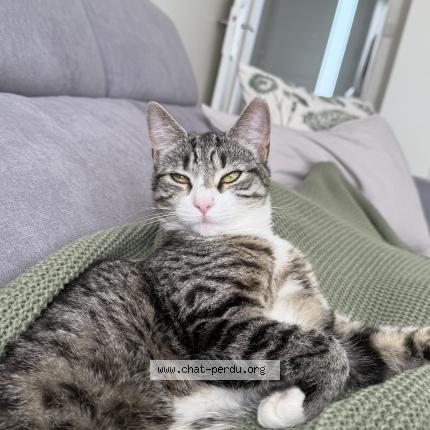 Photo 1/1 Mimy Chat lost in Lyon