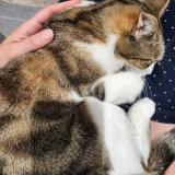 Picture of cat lost at Ris Orangis