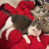 Picture of cat lost at Castelnau Le Lez