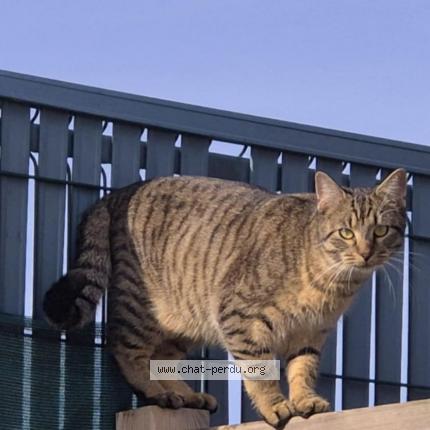 Photo 1/2 Gaston Chat lost in Bonneuil matours