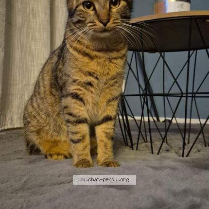 Photo 2/2 Gaston Chat lost in Bonneuil matours