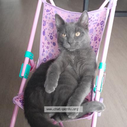 Photo 1/1 Zazou Chat lost in Mericourt