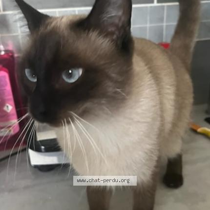 Photo 1/1 Luffy Chat lost in Reims