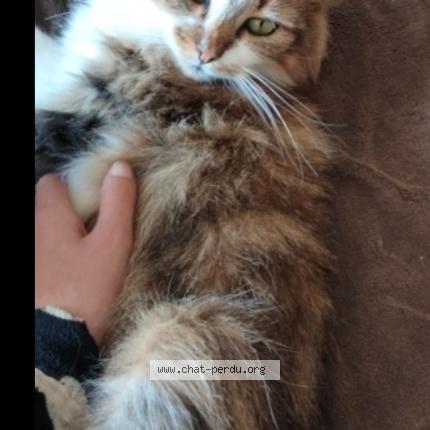 Photo 1/1 ovide Chat lost in Veauche 42340