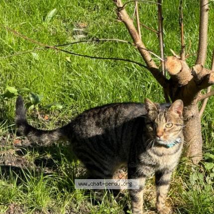 Photo 1/1 Tyger Chat lost in Linxe