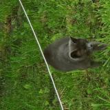 Picture of cat found at Crespin