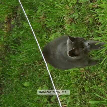 Photo 1/1 Found cat Found in Crespin