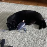 Picture of cat lost at Tregunc