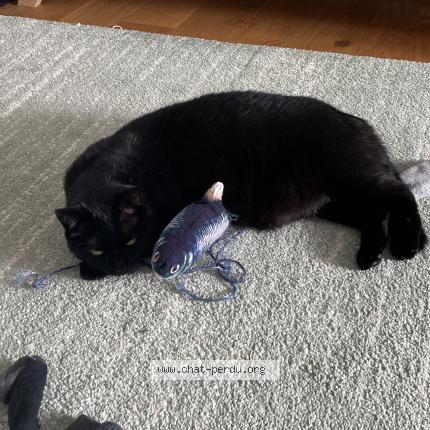 Photo 1/1 Rio Chat lost in Tregunc