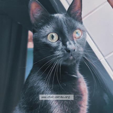 Photo 1/1 Haru Chat lost in Pezou
