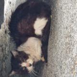 Picture of cat found at Couilly Pont Aux Dames