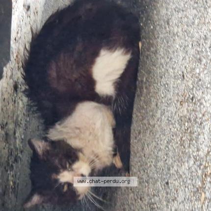 Photo 1/1 Found cat Found in Couilly pont aux dames