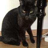 Picture of cat found at Montigny Les Metz