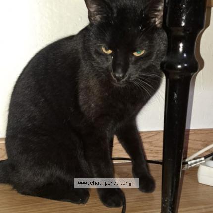 Photo 1/1 Found cat Found in Montigny les metz