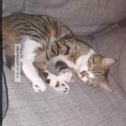 Photo 1/1 Danté Chat lost in Faches thumesnil