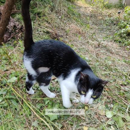 Photo 1/1 Found cat Found in Saint mars du desert