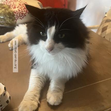 Photo 1/1 Monbibi Chat lost in La talaudiere mon