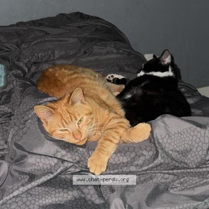 Photo 1/1 Zitoun Chat lost in Nantes