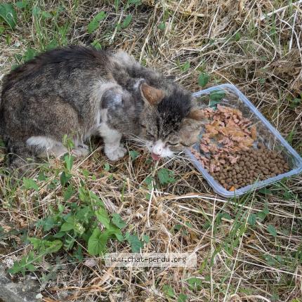 Photo 1/1 Found cat Found in Drancy