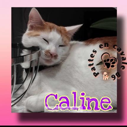 Photo 1/1 Caline Chat lost in Doussay