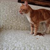 Picture of cat found at Bruxelles