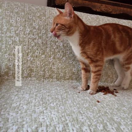 Photo 1/1 Found cat Found in Bruxelles