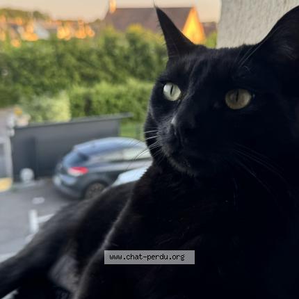 Photo 1/1 Loky Chat lost in Saint sebastien de morsent