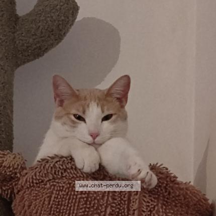 Photo 1/2 Waze Chat lost in Montigny le bretonneux