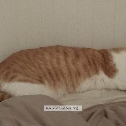 Photo 2/2 Waze Chat lost in Montigny le bretonneux