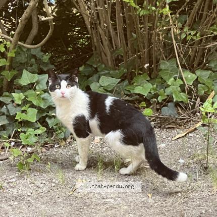 Photo 1/1 Found cat Found in Mouans sartoux