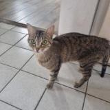 Picture of cat lost at Corbas