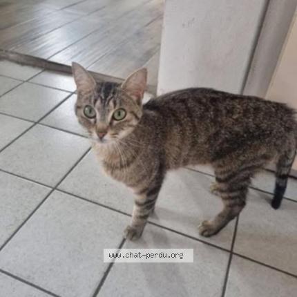 Photo 1/1 SAMBA Chat lost in Corbas