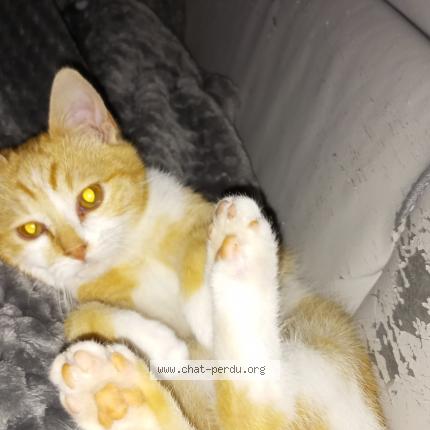 Photo 1/1 Pirate Chat lost in Chaunay