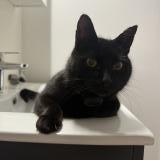 Picture of cat lost at Sene