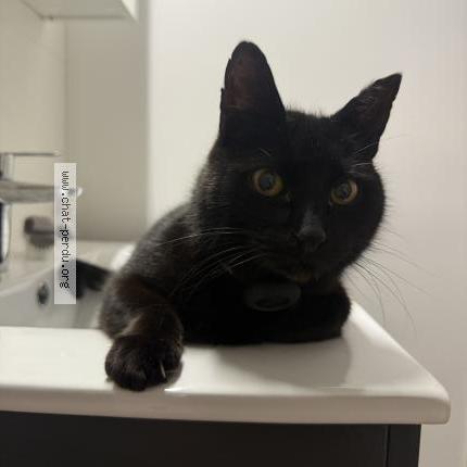 Photo 1/5 koko Chat lost in Sene