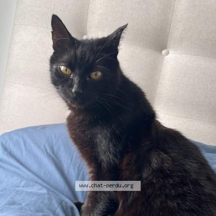 Photo 2/5 koko Chat lost in Sene