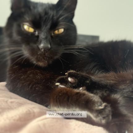 Photo 3/5 koko Chat lost in Sene