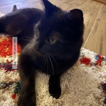 Photo 4/5 koko Chat lost in Sene