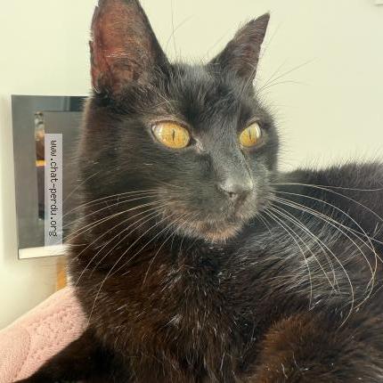 Photo 5/5 koko Chat lost in Sene