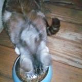 Picture of cat found at Mirabel