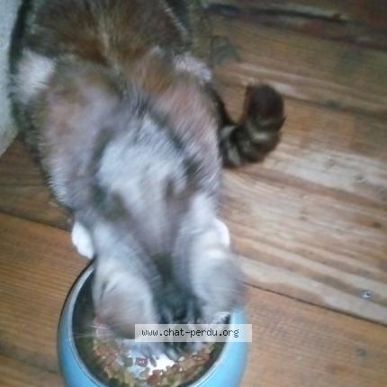 Photo 1/4 Found cat Found in Mirabel