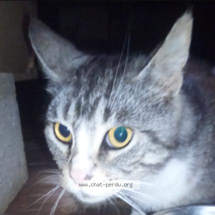 Photo 2/4 Found cat Found in Mirabel