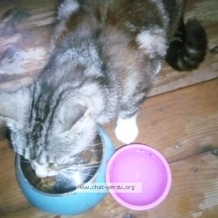 Photo 3/4 Found cat Found in Mirabel